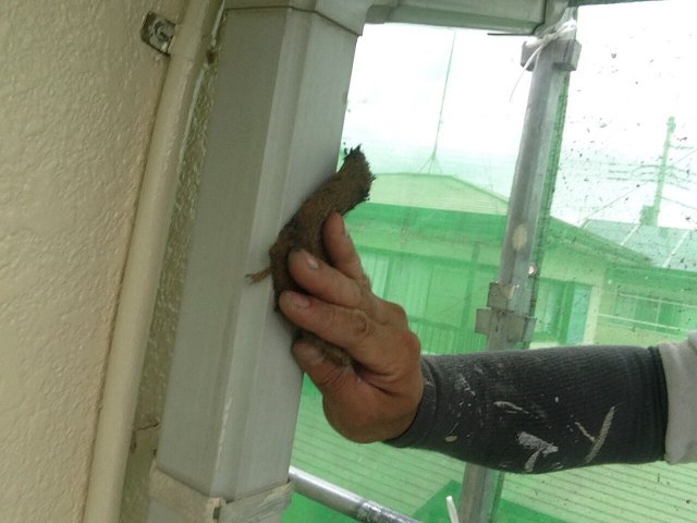 みどり市 雨樋 ケレン ミヤケン
