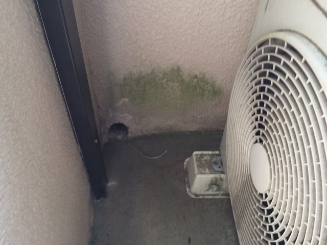 高崎市 外壁 コケ ミヤケン
