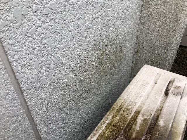 コケの付着