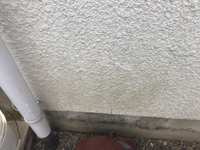 外壁 コケ