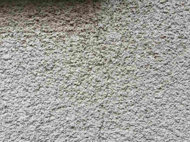 前橋市 外壁塗装工事 外壁コケの付着 お客様の声 ミヤケン
