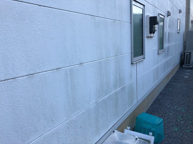 外壁 コケ