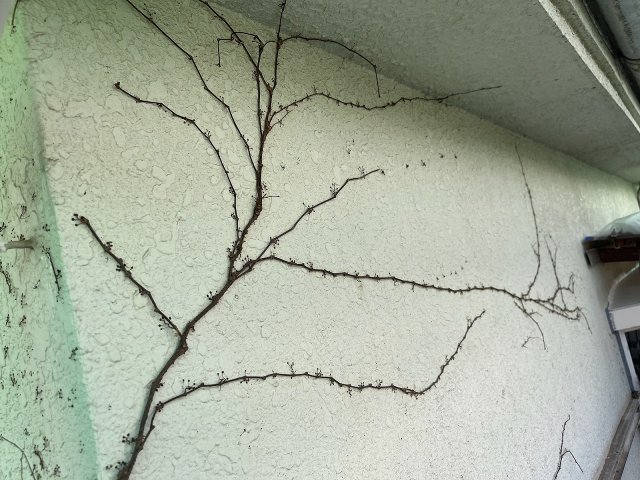 前橋市 外壁 ツタ ミヤケン