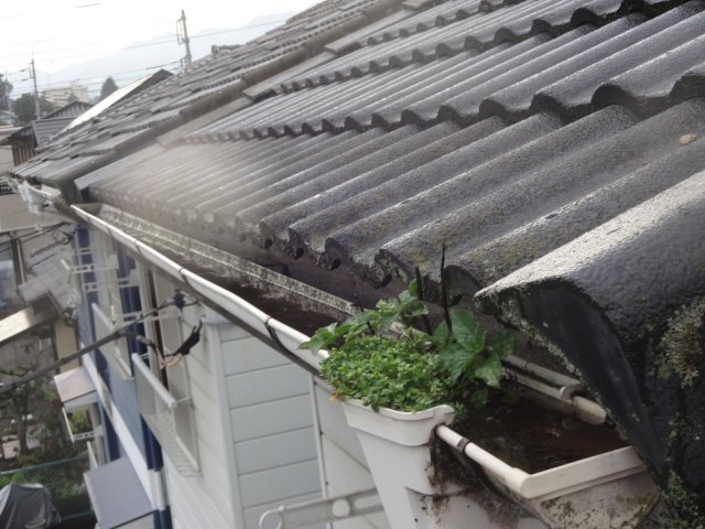 高崎市 雨樋 雑草 ミヤケン