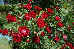 DSC06444 DSC06444
