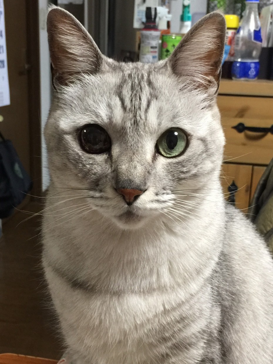 ショコラ君 ショコラ君