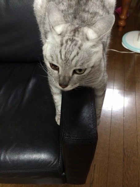 ショコラ君 ショコラ君