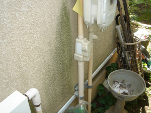 外壁のコケ 外壁のコケ